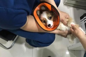 犬瘟病犬如何合理补充营养（科学膳食调配，关键在均衡）
