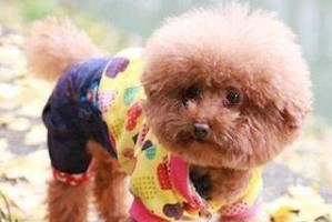 贵宾犬不能吃的食物（宠物饮食注意事项，避免贵宾犬摄入危险食品）