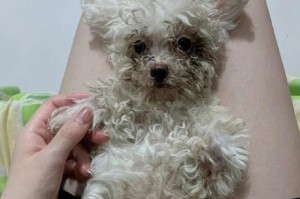 比熊犬感冒了该怎么办？（如何预防和治疗比熊犬感冒）