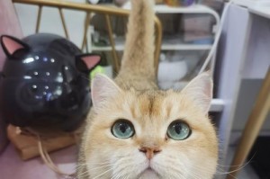 猫的抓人行为剖析（探索猫咪抓人的原因与解决方法）