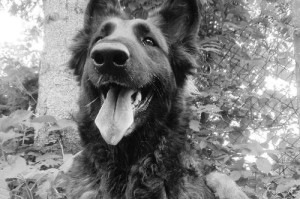 全新狼青犬（探索新一代狼青犬的无限潜力）
