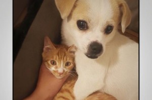 猫狗和平共处的秘诀（让你的宠物和谐相处的15个方法）