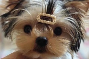约克夏的养育之道（为什么很少人选择养约克夏？养育约克夏需要注意的关键点）