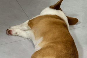 狗狗中暑后的饮食调理（营养丰富的食物有助于狗狗康复）