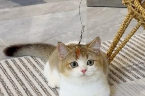 如何为短腿猫选择合适的食物？（短腿猫的饮食需求及喂养建议）