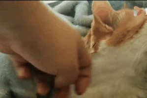 猫的绝招