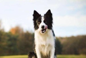 边境牧羊犬养护全攻略（以宠物为主，让你成为一名合格的边牧主人）