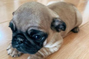 八哥犬的饮食要求与加餐技巧（八哥犬的营养均衡饮食与健康生活）