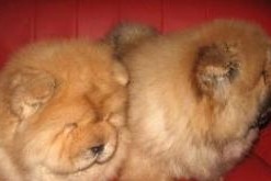 了解松狮犬的习性与饲养技巧（宠物爱好者必读的全面介绍）