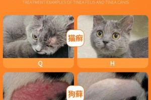 狗皮肤疾病的诊断与治疗方法（以狗身上有皮诊用什么药为主题的探讨）