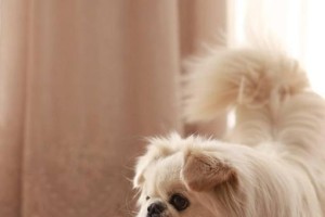 揭秘京巴犬身上血包之谜（宠物养护知识普及，为爱宠健康护航）