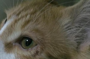 为什么我的猫咪会大量掉毛？（掉毛原因和解决方法，让你的猫咪毛发更健康）