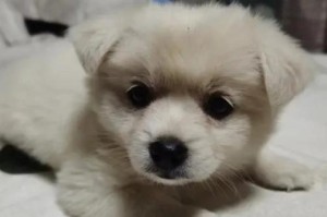 狗狗打针指南（探索宠物打针的重要性和常见疫苗类型）