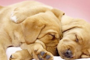 幼犬缺钙怎么办？快速补钙的方法大揭秘（了解幼犬缺钙的危害，找到最快的补钙途径）