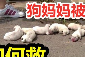 金毛生小金毛，如何做到包走？（宝贝宠物的新归宿，从包走开始）
