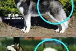 养阿拉斯加犬的饭量惊人？（了解阿拉斯加犬的食量特点及饲养建议）