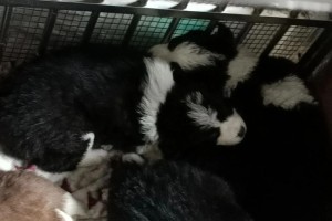 边牧满月后打什么疫苗？（宠物疫苗保护边牧健康，）