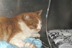 猫咪拉脱水的症状及应对措施（急需解决！猫咪拉脱水带来的健康危机）