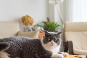 饲养比较轻松省心的猫咪（选择适合家庭的宠物伙伴）