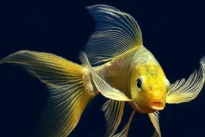 如何正确饲养棕箒尾鷯鶯？（从飼料到生活環境，一起打造愉快的生活方式）
