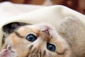 揭开小猫早逝之谜（为什么刚出生的小猫会意外死亡？解密内外因素）