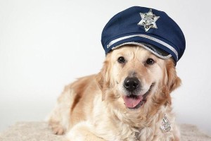 为什么警犬不以金毛为主？（探索警犬选种的背后原因）