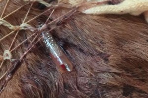 阿拉斯加偏瘦问题的解决方法（如何帮助阿拉斯加狗狗增加体重）