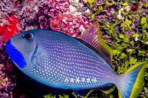 以蓝纹吊为宠物的饲养方法（从营养到环境，全方位呵护你的小蓝纹）