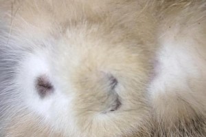 猫大蛋蛋的象征意义（揭示猫大蛋蛋代表玩耍、安慰和陪伴的意义）