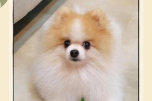 小型犬中的“可爱凶残”之谜（揭秘表里不一的可爱凶残小型犬）