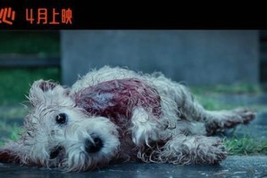 狗狗电影（15部狗狗电影带你领略动物世界的感人故事）