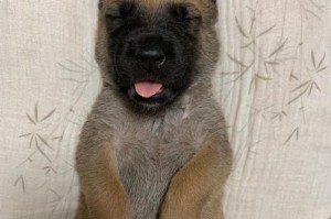 以马犬为什么喜欢咬主人（探究以马犬咬主人的原因及解决方法）
