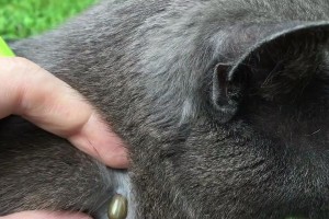 揭秘猫跳蚤屎的奥秘（探索猫跳蚤屎的特征及其影响）