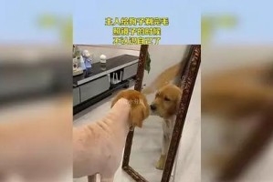 为什么要给狗剃毛？（狗剃毛的好处及注意事项）