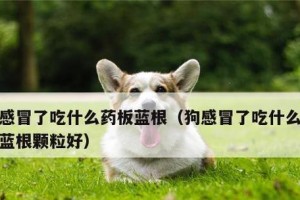 孕狗的饮食需求与建议（孕狗饮食指南——给你的宠物最好的营养）