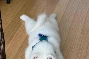 养一只两个月大的萨摩犬（为你的新家庭成员做好准备，让你的萨摩犬快乐成长）