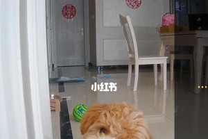 小狗仔持续呕吐，何种药物最有效（小狗仔呕吐的原因及药物治疗方法）