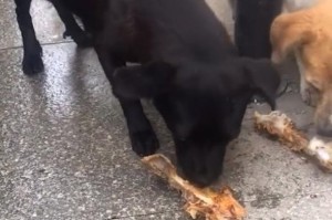 狗狗吃肉为什么还瘦？（探究营养不良与生理原因，揭开狗狗吃肉却瘦的谜团）