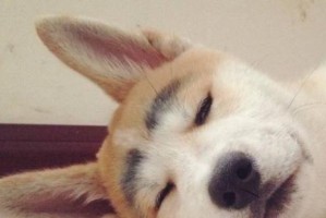 狗狗盐分过多的危害及预防措施（了解狗狗摄入过多盐分的危害，保护它们的健康）
