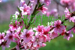以丝毛梗的营养需求（给您的宠物提供健康的饮食）