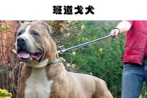 斗牛马士提夫犬的饲养指南（宠物爱好者必看，了解如何正确饲养斗牛马士提夫犬）