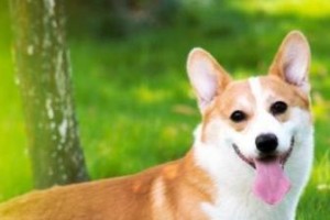 如何训练柯基犬记住名字（用正确的方法，让你的宠物随叫随到）