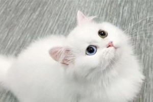山东狮子猫的饲养方法（如何让你的山东狮子猫健康成长？）