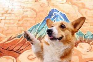 如何让柯基狗狗变得更强壮？（五种方法帮助你的柯基增肌）
