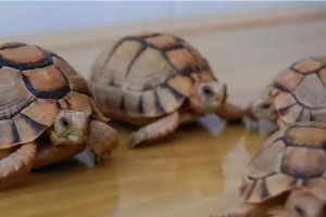 辐射陆龟的饲养全攻略（从选购到繁殖，轻松打造理想养殖环境）