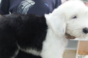 如何养护以古牧？（掌握养护技巧，让爱宠更健康！）