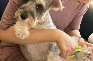 小心操作，不伤爱犬——雪纳瑞的指甲剪剪法（指甲修剪、工具选择、注意事项）