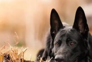 德国牧羊犬的价格与影响因素（了解德国牧羊犬的市价和价格因素）