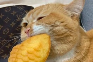猫咪的最爱（揭秘猫咪鱼食偏好，为您的爱宠提供最佳营养。）