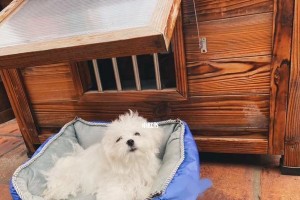 孕期中的马尔济斯——陪伴您度过特殊时期（宠物为您带来的好处）